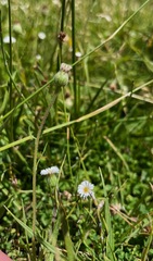 Erigeron lonchophyllus