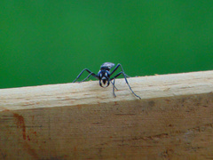 Eremnophila