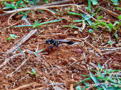 Eremnophila