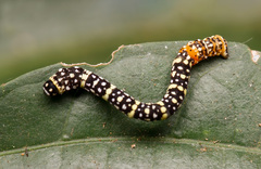 Lepidoptera