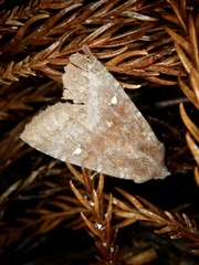 Eupsilia unipuncta