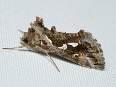 Chrysodeixis argentifera