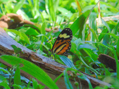 Hypothyris euclea laphria