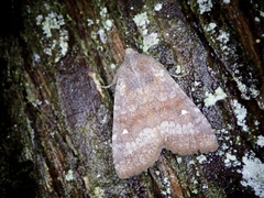 Eupsilia unipuncta