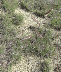 Bouteloua pectinata