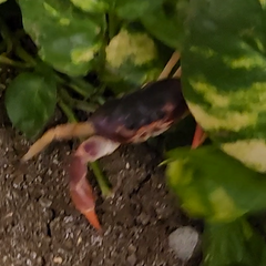 Gecarcinus lateralis