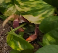 Gecarcinus lateralis