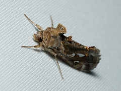 Chrysodeixis argentifera