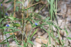 Commelina erecta