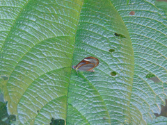 Ithomia agnosia zikani
