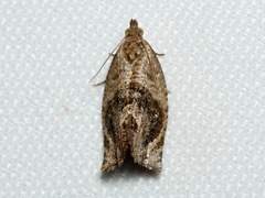 Acroceuthes metaxanthana