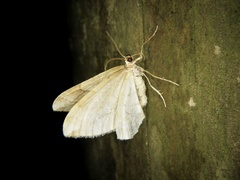 Nothoporinia mediolineata