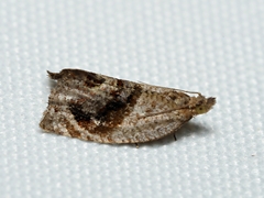 Acroceuthes metaxanthana
