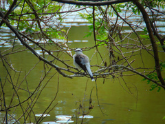 Fluvicola nengeta