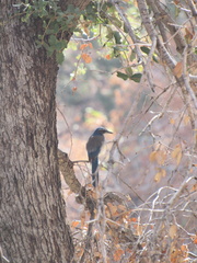 Aphelocoma californica