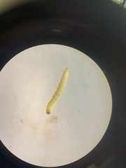 Plodia interpunctella