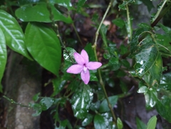 Pseuderanthemum praecox