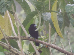 Ramphocelus flammigerus icteronotus