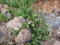 Samolus repens