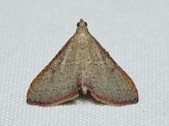 Endotricha pyrosalis