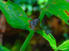 Amorbia rectangularis