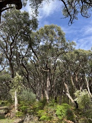 Eucalyptus globulus