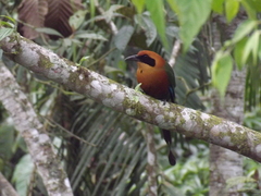 Baryphthengus martii