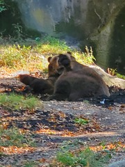 Ursus arctos