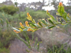 Acacia microcarpa
