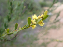 Acacia microcarpa