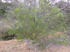 Acacia microcarpa