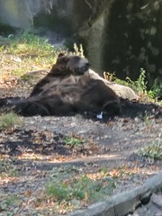 Ursus arctos