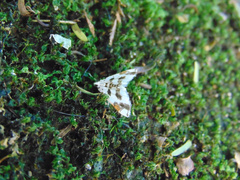 Acentropinae