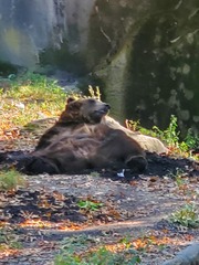 Ursus arctos