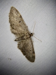 Eupithecia subfumosa