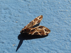 Phaegoptera histrionica