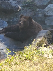 Ursus arctos