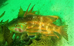 Heteroscarus acroptilus