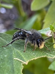 Cadeguala albopilosa