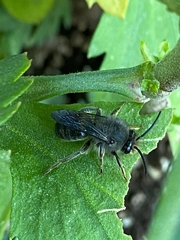Cadeguala albopilosa