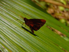 Miltomiges cinnamomea