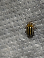 Disonycha glabrata
