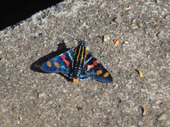 Mimoniades versicolor