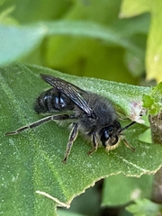 Cadeguala albopilosa