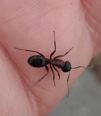 Camponotus novaeboracensis