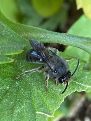 Cadeguala albopilosa