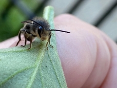 Cadeguala albopilosa