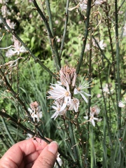 Asphodelus