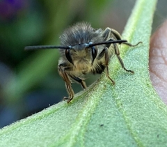 Cadeguala albopilosa