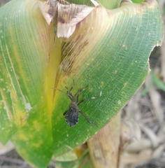 Acanthocephala femorata